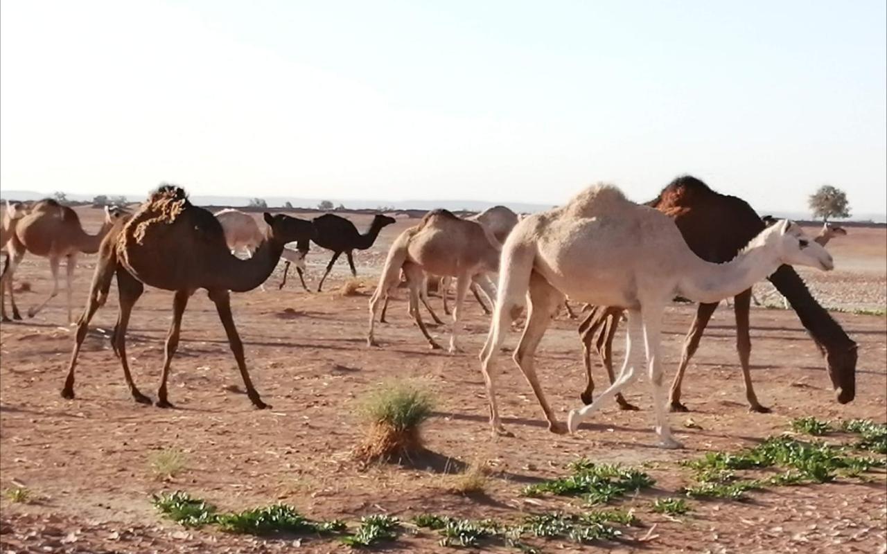 Kasbah Les Alizes Du Desert M'Hamid Exterior photo